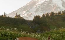 A deer walking through a wildflower meadow with a snowy mountain in the background